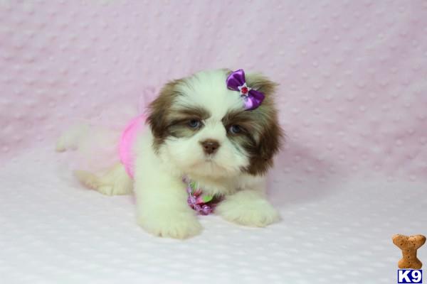lvpuppyheaven Picture 3
